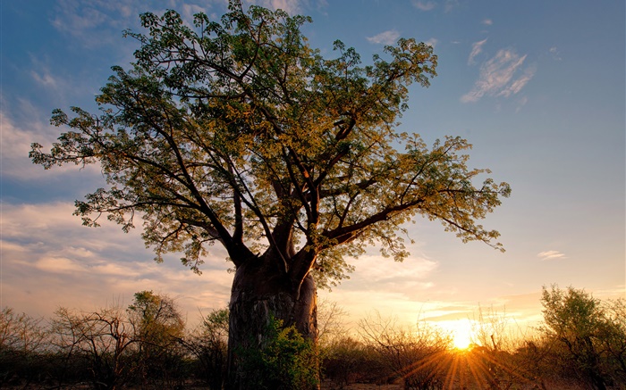 非洲，津巴布韦，稀树草原，猴面包树，日落，太阳光线 壁纸 图片