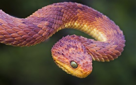 非洲毒蛇