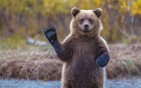 阿拉斯加灰熊 高清壁纸