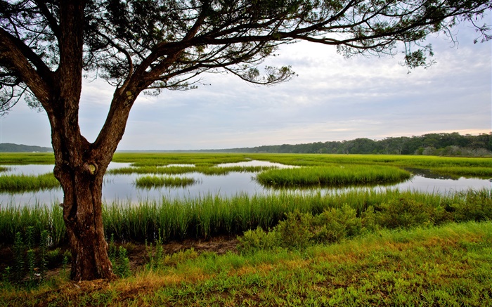 阿米莉亚岛，佛罗里达州，美国，树，沼泽 壁纸 图片