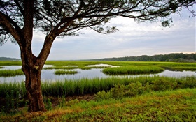 阿米莉亚岛，佛罗里达州，美国，树，沼泽 高清壁纸