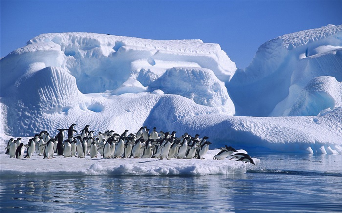 南极洲阿德利企鹅，雪，冰 壁纸 图片