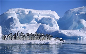 南极洲阿德利企鹅，雪，冰 高清壁纸