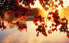叶秋，太阳光线，美丽的自然风光 高清壁纸