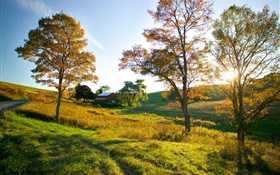 秋天，树，草，太阳光线，房子 高清壁纸