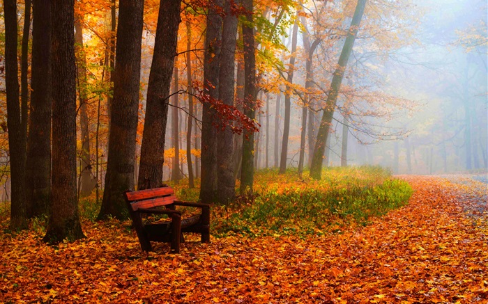 秋天，树木，树叶，公园，道路，长椅 壁纸 图片