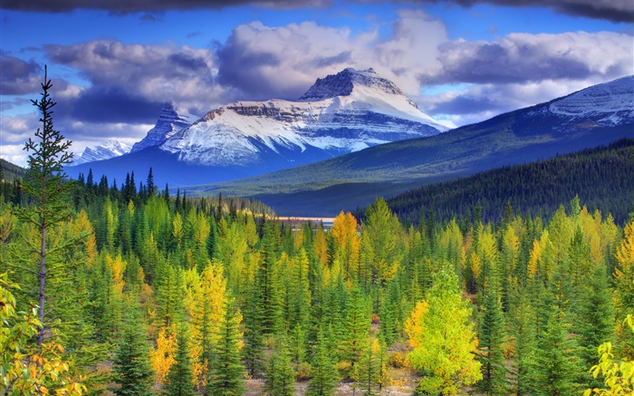 班夫国家公园，加拿大阿尔伯塔省，山，天空，森林，树木 壁纸 图片