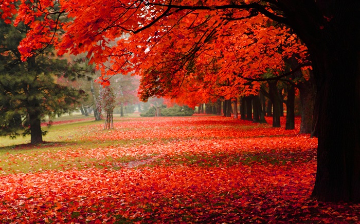 美丽的秋天，红叶 壁纸 图片
