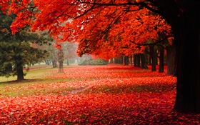 美丽的秋天，红叶 高清壁纸