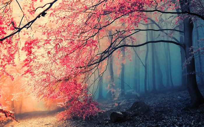 美丽的秋天的景色，树木，红叶 壁纸 图片