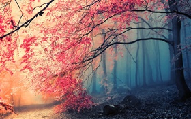 美丽的秋天的景色，树木，红叶 高清壁纸