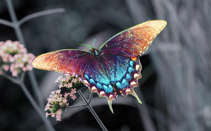 美丽的蝴蝶，五颜六色的翅膀 壁纸 图片