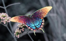 美丽的蝴蝶，五颜六色的翅膀 高清壁纸