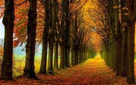美丽的自然，森林，树木，道路，秋季