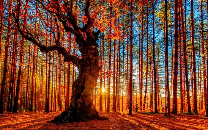 美丽的夕阳森林，树木，红叶，秋 壁纸 图片