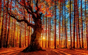 美丽的夕阳森林，树木，红叶，秋