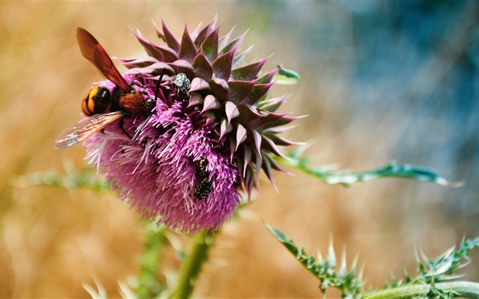 蜜蜂，甲虫，紫色花朵 壁纸 图片
