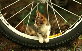 自行车轮，可爱的小猫 高清壁纸