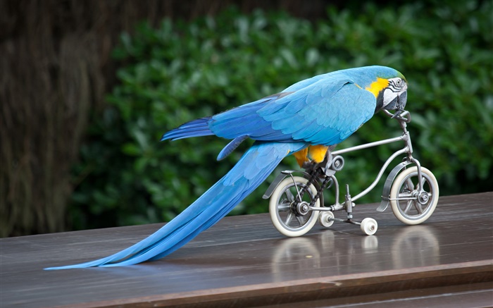 蓝羽鹦鹉骑自行车 壁纸 图片