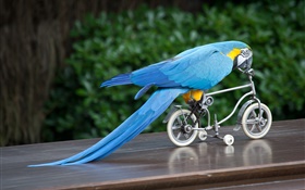 蓝羽鹦鹉骑自行车