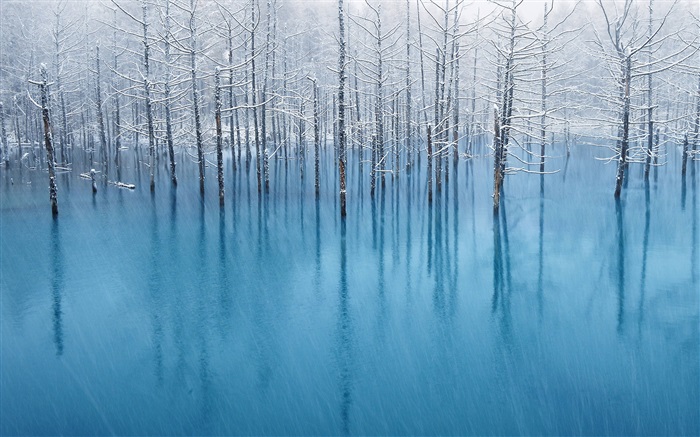 蓝塘，树木 壁纸 图片