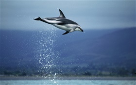 蓝色的大海，海豚飞 高清壁纸