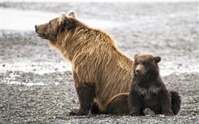 棕熊家庭
