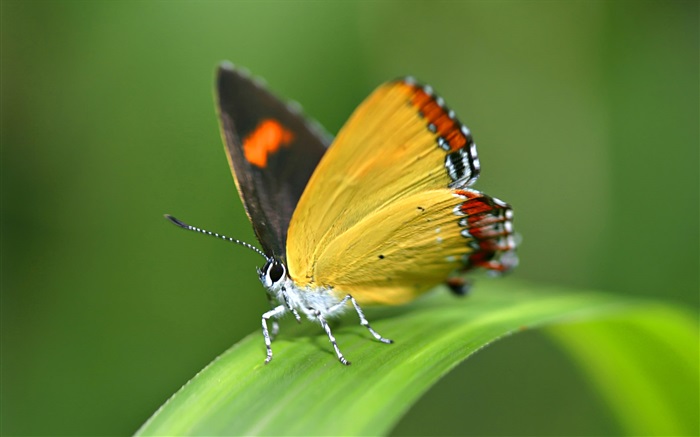 蝴蝶，草 壁纸 图片