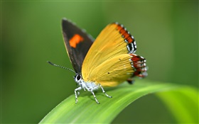蝴蝶，草 高清壁纸