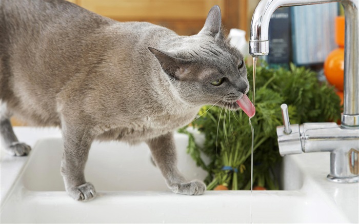 猫喝水 壁纸 图片