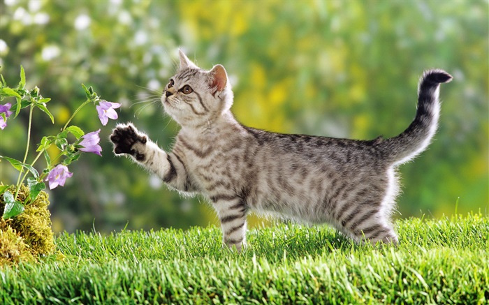 猫触摸花 壁纸 图片