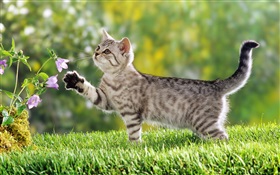 猫触摸花