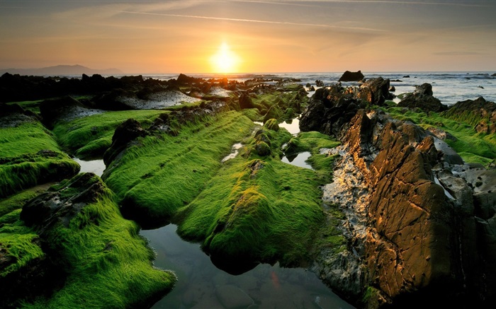 海岸美丽的日落，苔 壁纸 图片