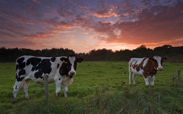 奶牛，日落，草 壁纸 图片