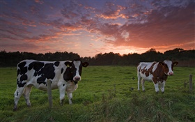 奶牛，日落，草 高清壁纸