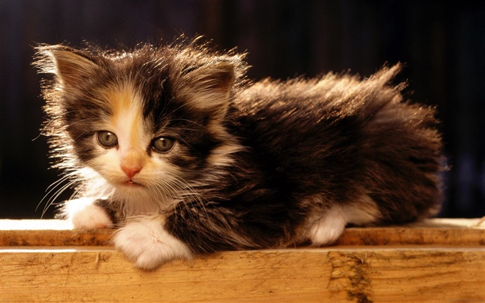 可爱的美国短尾猫小猫 壁纸 图片