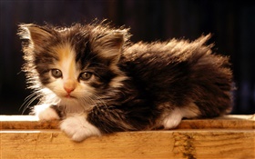 可爱的美国短尾猫小猫 高清壁纸