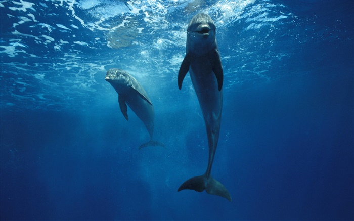 海豚在水下 壁纸 图片
