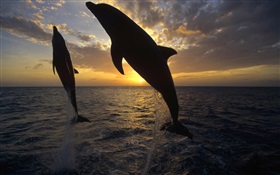 海豚跳出水面，日落 高清壁纸