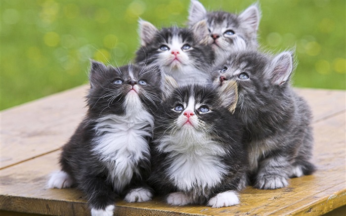 五只小猫 壁纸 图片