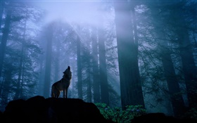 森林中的狼 高清壁纸