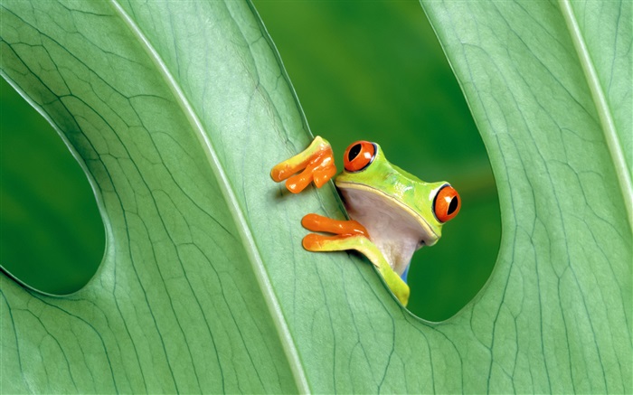 青蛙，叶 壁纸 图片