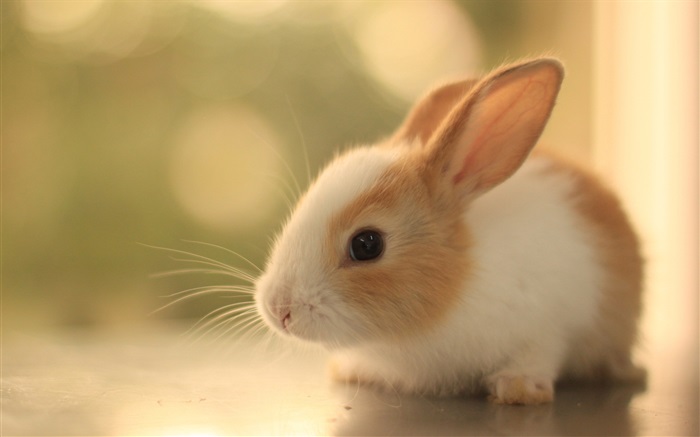 毛茸茸的兔崽 壁纸 图片
