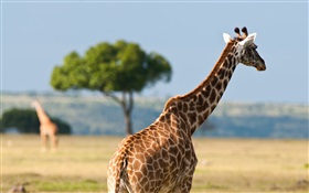 长颈鹿，非洲野生动物 高清壁纸