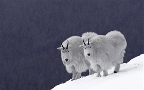 雪地上的山羊 高清壁纸