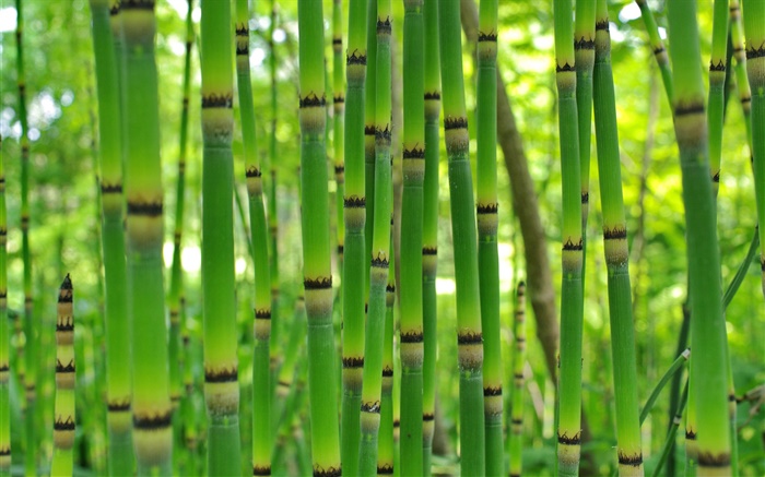 绿色竹，春 壁纸 图片