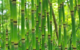 绿色竹，春 高清壁纸