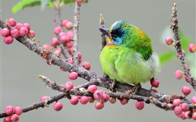 绿色羽毛啄木鸟，树枝，浆果