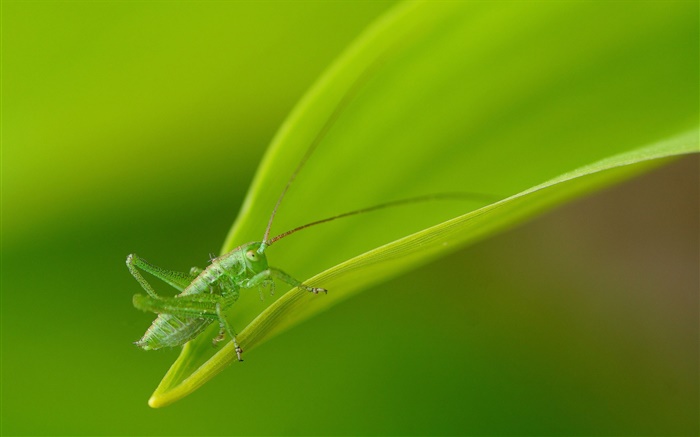 昆虫特写，绿色的蚂蚱 壁纸 图片