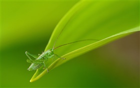 昆虫特写，绿色的蚂蚱 高清壁纸